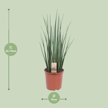 Kamerplant - Sansevieria Mikado - Pot Ø 19cm Hoogte ↕ 70cm