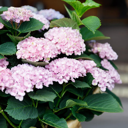 Buitenplant - Hydrangea Magical Revolution Pink - Pot Ø 23cm Hoogte ↕ 55cm