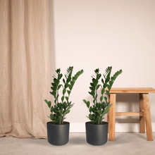 Kamerplant 2x Zamioculcas Zamiifolia - Emerald Palm - Pot Ø 17cm Hoogte ↕ 70cm