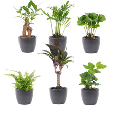 Kamerplant - Mini planten set van 6 inclusief 6x pot