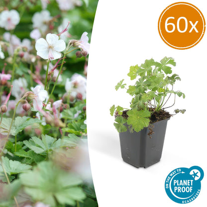 Buitenplant 60x Geranium cant. 'Biokovo' - Bloeiend - Pot Ø 9cm Hoogte ↕ 10-25cm