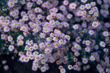 Buitenplant 48x Aster ageratoides 'Stardust' - Bloeiend - Pot Ø 9cm Hoogte ↕ 10-25cm