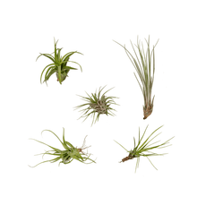 Kamerplant 5x Tillandsia Air Mix - Pot Ø 6cm Hoogte ↕ 6cm