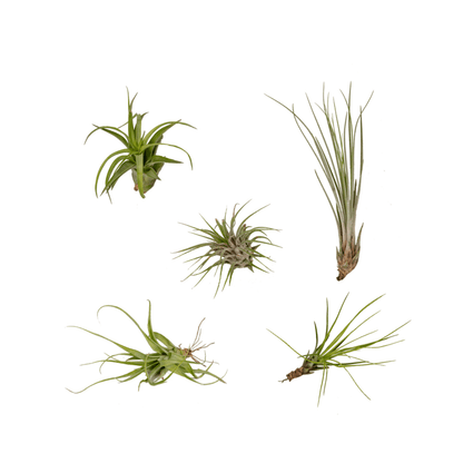 Kamerplant 5x Tillandsia Air Mix - Pot Ø 6cm Hoogte ↕ 6cm