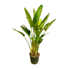XL kamerplant - Strelitzia Augusta multi stam - Pot Ø 32cm Hoogte ↕ 225cm