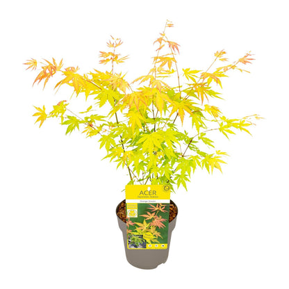 Buitenplant - Acer palmatum 'Orange Dream' - Pot Ø 15cm Hoogte ↕ 30cm