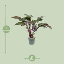 XL kamerplant - Philodendron Red Beauty - Pot Ø 30cm Hoogte ↕ 110cm