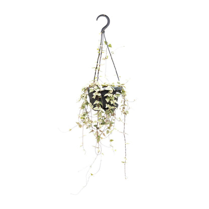 Kamerplant - Ceropegia Woodii Merel - Pot Ø 14cm Hoogte ↕ 50cm