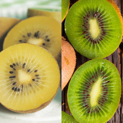Buitenplant - Actinidia deliciosa Jenny & Golden Kiwi - Fruitplant 2 planten - Pot Ø 15cm Hoogte ↕ 50cm