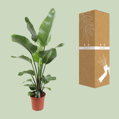 Kamerplant - Strelitzia Nicolai - Hoogte ↕ 35-250cm