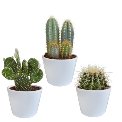 Kamerplant 3x Cactus Mix - in witte pot - Pot Ø 10.5cm