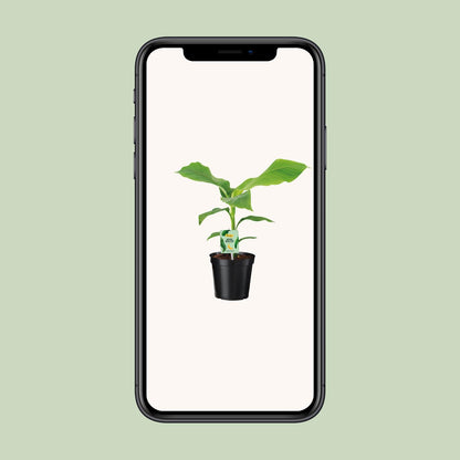Buitenplant - Musa Basjoo - Winterhard - Pot Ø 17cm Hoogte ↕ 45cm