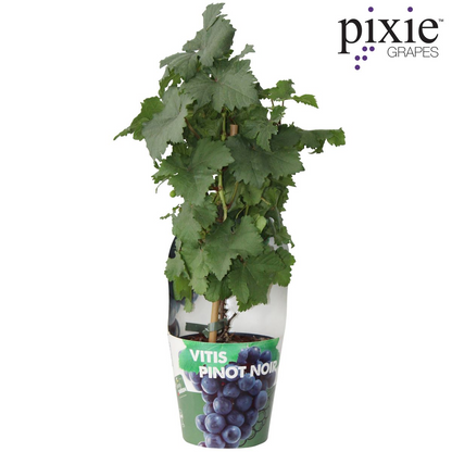 Buitenplant - Vitis Pixie Pinot Noir - Blauwe wijndruif - Pot Ø 21cm Hoogte ↕ 70cm