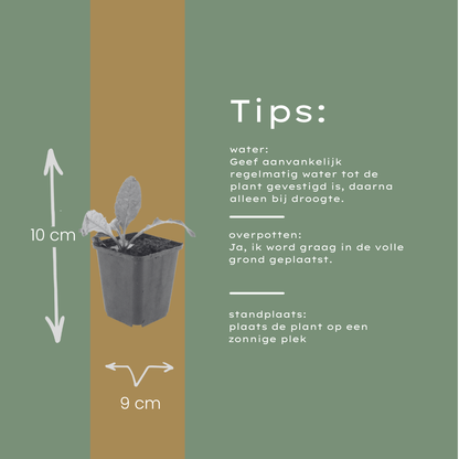 Buitenplant 48x Echinops ritro - Pot Ø 9cm Hoogte ↕ 10-25cm