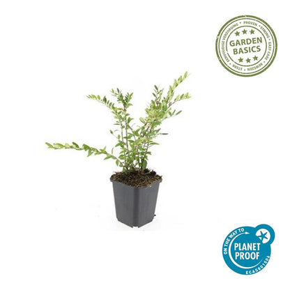 Buitenplant 60x Lonicera pileata 'Purple Pearl' - Pot Ø 9cm Hoogte ↕ 10-25cm