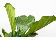 XL kamerplant - Ficus Lyrata vertakt - Pot Ø 34cm Hoogte ↕ 180cm