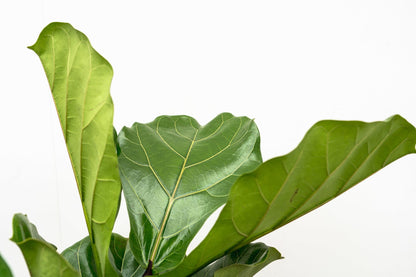 XL kamerplant - Ficus Lyrata vertakt - Pot Ø 34cm Hoogte ↕ 180cm