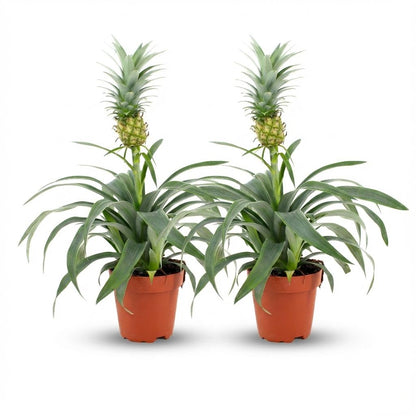 Kamerplant 2x Ananasplant Mi Amigo - Pot Ø 12cm Hoogte ↕ 35-40cm