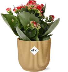 Kamerplant - Kalanchoe Rosalina Don Justino Rood - Bloeiend - Pot Ø 14cm