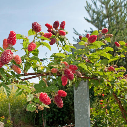 Buitenplant 2x Rubus Tayberry - Fruitplant Rode Vrucht - Pot Ø 11cm Hoogte ↕ 40cm