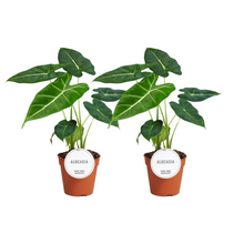 Kamerplant 2x Alocasia Frydek - Pot Ø 12cm Hoogte ↕ 35cm