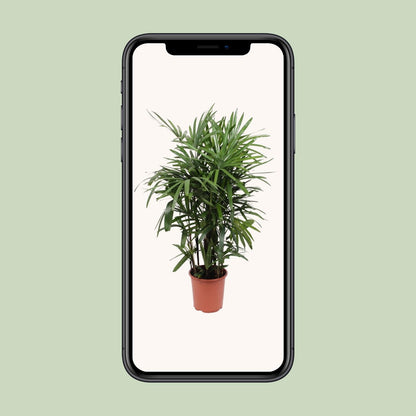 XL kamerplant - Rhapis Excelsa - Pot Ø 27cm Hoogte ↕ 120cm