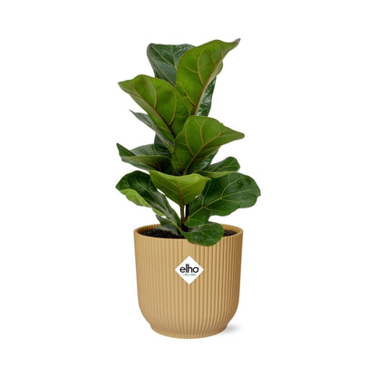 Kamerplant - Ficus Lyrata 'Bambino' - Pot Ø 14cm