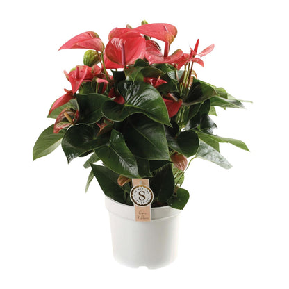 Kamerplant - Anthurium Pink Champion - Pot Ø 21cm Hoogte ↕ 65cm