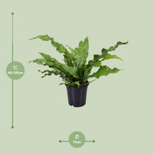Kamerplant - Microsorum Diversifolium - Pot Ø 17cm Hoogte ↕ 45cm