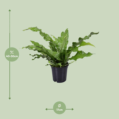 Kamerplant - Microsorum Diversifolium - Pot Ø 17cm Hoogte ↕ 45cm