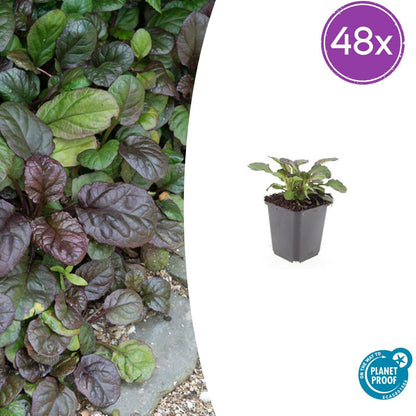 Buitenplant 48x Ajuga reptans 'Catlin's Giant' - Bloeiend - Pot Ø 9cm Hoogte ↕ 10-25cm