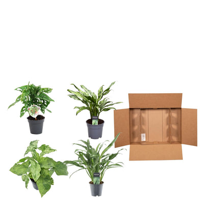 Kamerplant - Groen mix 4 planten - Monstera obliqua, Aglaonema Juliette, Syngonium Mottled, Aglaonema Cutlass