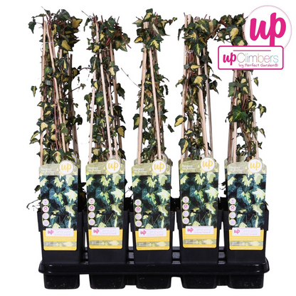 Buitenplant - Hedera helix 'Goldheart' - Pot Ø 15cm Hoogte ↕ 65cm