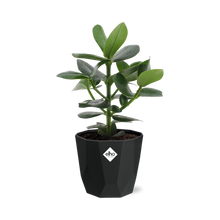 Kamerplant - Clusia Princess - Pot Ø 14cm