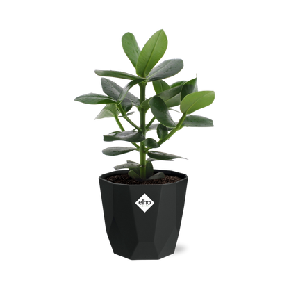 Kamerplant - Clusia Princess - Pot Ø 14cm