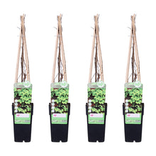 Buitenplant 4x Parthenocissus tricuspidata 'Veitch Boskoop' - Pot Ø 15cm Hoogte ↕ 65cm