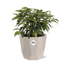Kamerplant - Ficus Benjamina Kinky - Pot Ø 14cm