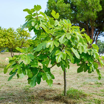 Buitenplant - Ficus carica 'Brown Turkey' op stam - Winterhard - Pot Ø 19cm Hoogte ↕ 90cm