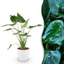 Kamerplant - Alocasia Cucullata - Pot Ø 21cm Hoogte ↕ 65-70cm
