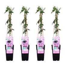 Buitenplant 4x Passiflora 'Purple Haze' - Klimplant - Bloeiend - Pot Ø 15cm Hoogte ↕ 65cm