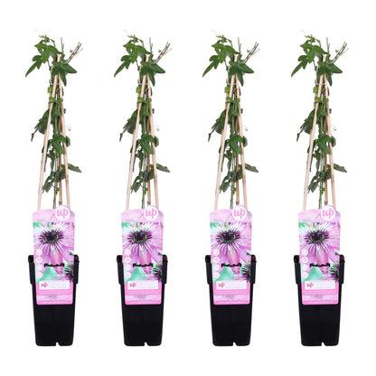 Buitenplant 4x Passiflora 'Purple Haze' - Klimplant - Bloeiend - Pot Ø 15cm Hoogte ↕ 65cm