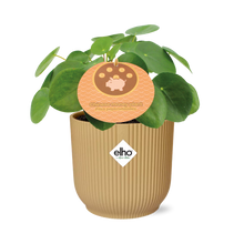 Kamerplant - Pilea Peperomioides - Pot Ø 14cm
