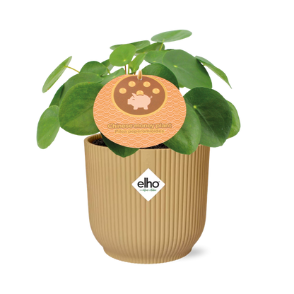 Kamerplant - Pilea Peperomioides - Pot Ø 14cm