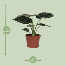 Kamerplant - Alocasia Dragon Scale - Pot Ø 17cm Hoogte ↕ 35cm