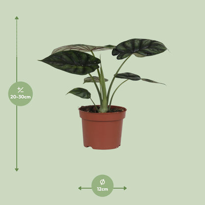 Kamerplant - Alocasia Dragon Scale - Pot Ø 17cm Hoogte ↕ 35cm