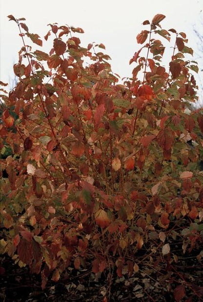 Buitenplant 48x Cornus sang. 'Midwinter Fire' - Winterhard - Pot Ø 9cm Hoogte ↕ 10-25cm