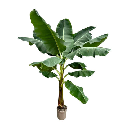 XL Kamerplant - Bananenplant (Musa) - Pot Ø 30cm Hoogte ↕ 250cm