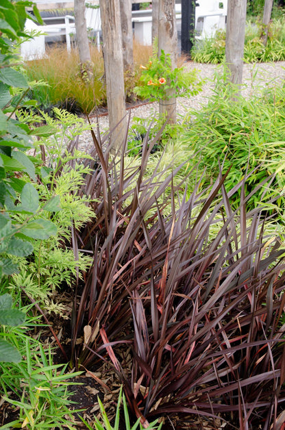Buitenplant - Phormium 'Rubra Nana' - Pot Ø 14cm Hoogte ↕ 50cm
