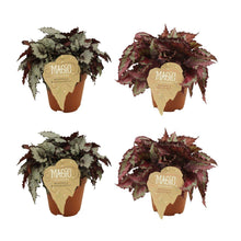 Kamerplant 4x Begonia Rex - Raindance & Spitfire - Pot Ø 12cm Hoogte ↕ 25cm