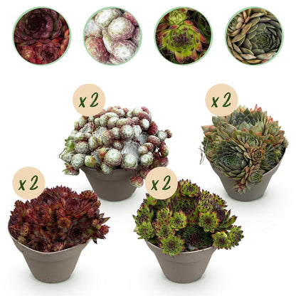Buitenplant 8x Sempervivum Big Sam - Winterhard - Pot Ø 14cm Hoogte ↕ 17cm